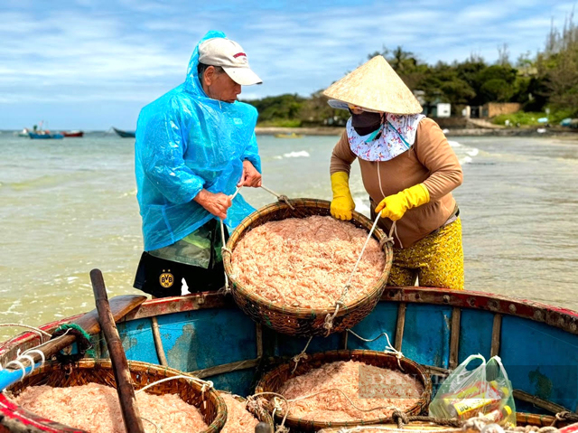 Con vật nhỉnh như đầu que nhang xuất hiện dày đặc mang lộc đầu xuân cho ngư dân Quảng Ngãi - Ảnh 2.